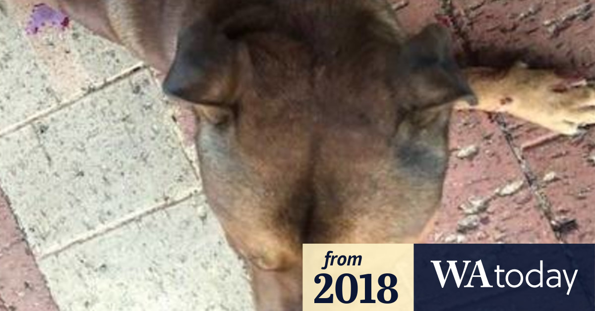 Animal cruelty RSPCA releases heartbreaking photos of mutilated dog